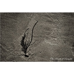 dailyPhoto9